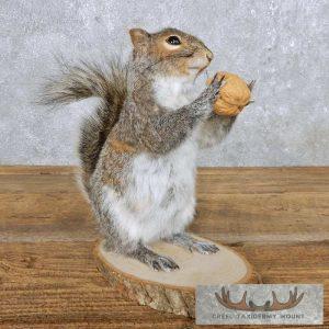 Standing Grey Squirrel Taxidermy Mount Taxidermy