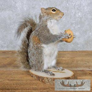 Standing Grey Squirrel Taxidermy Mount Taxidermy