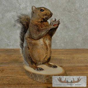 Grey Squirrel Life-Size Taxidermy Mount Taxidermy