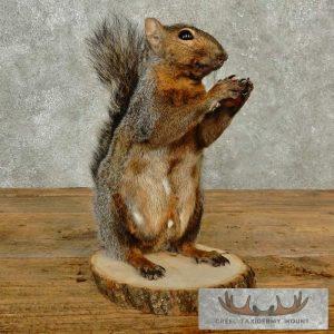 Grey Squirrel Life-Size Taxidermy Mount Taxidermy