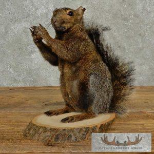 Grey Squirrel Life-Size Taxidermy Mount Taxidermy