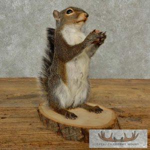 Grey Squirrel Life-Size Taxidermy Mount Taxidermy