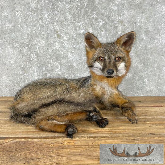 Grey Fox Life-Size Taxidermy Mount For Sale