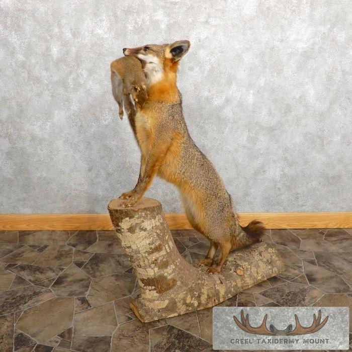 Grey Fox With Squirrel Life-Size Taxidermy Mount For Sale