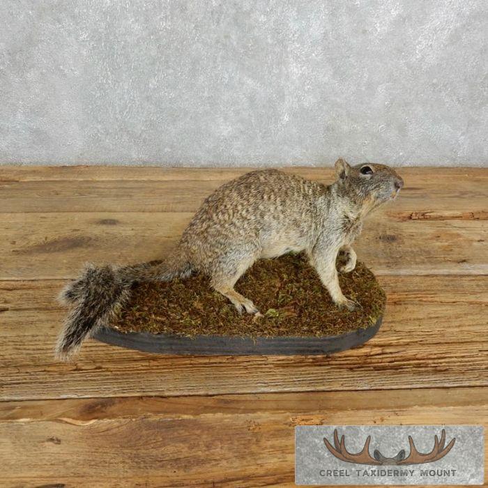 Ground Squirrel Life-Size Taxidermy Mount For Sale