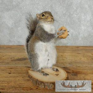 Grey Squirrel With Nut Life-Size Taxidermy Mount Taxidermy