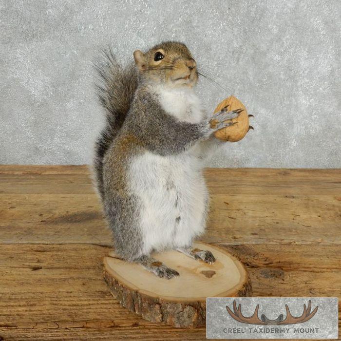 Grey Squirrel With Nut Life-Size Taxidermy Mount For Sale