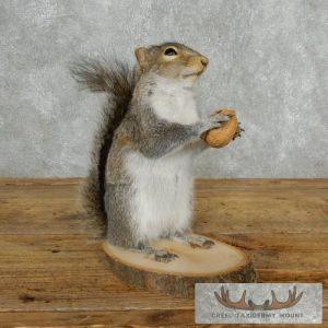 Grey Squirrel With Nut Life-Size Taxidermy Mount Taxidermy