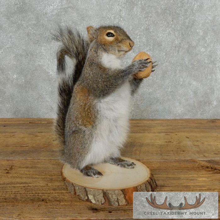 Grey Squirrel With Nut Life-Size Taxidermy Mount For Sale