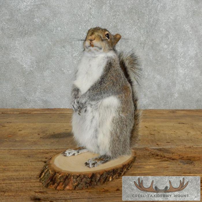 Grey Squirrel Life-Size Taxidermy Mount For Sale
