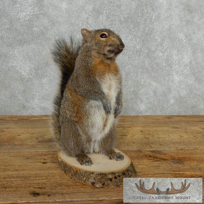 Grey Squirrel Life-Size Taxidermy Mount For Sale