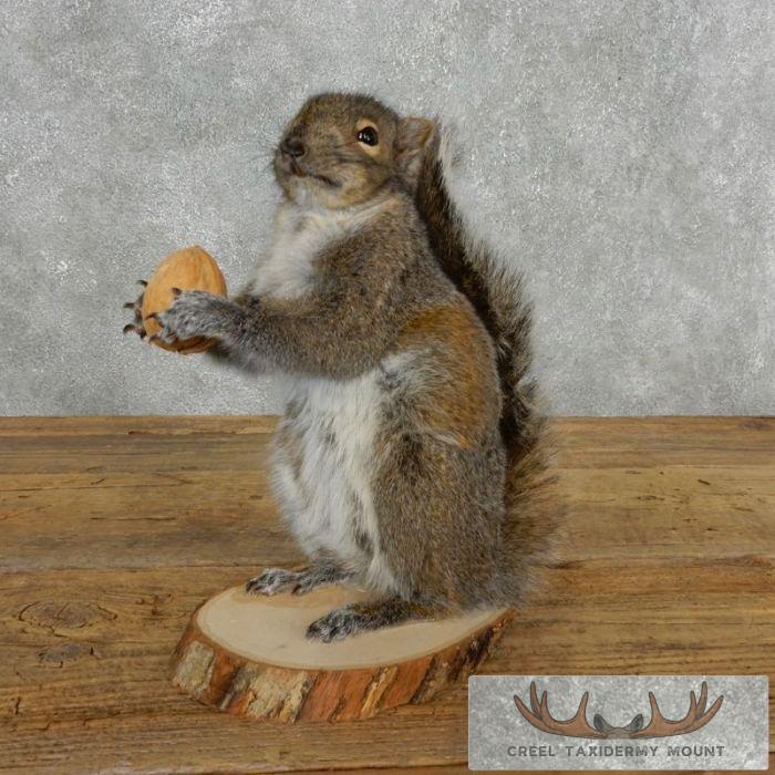 Grey Squirrel With Nut Life-Size Taxidermy Mount For Sale