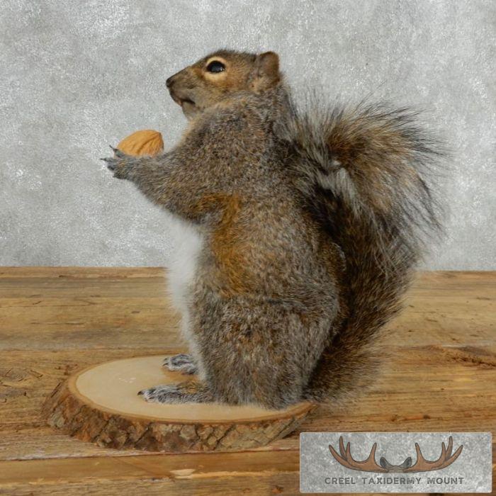 Grey Squirrel With Nut Life-Size Taxidermy Mount For Sale