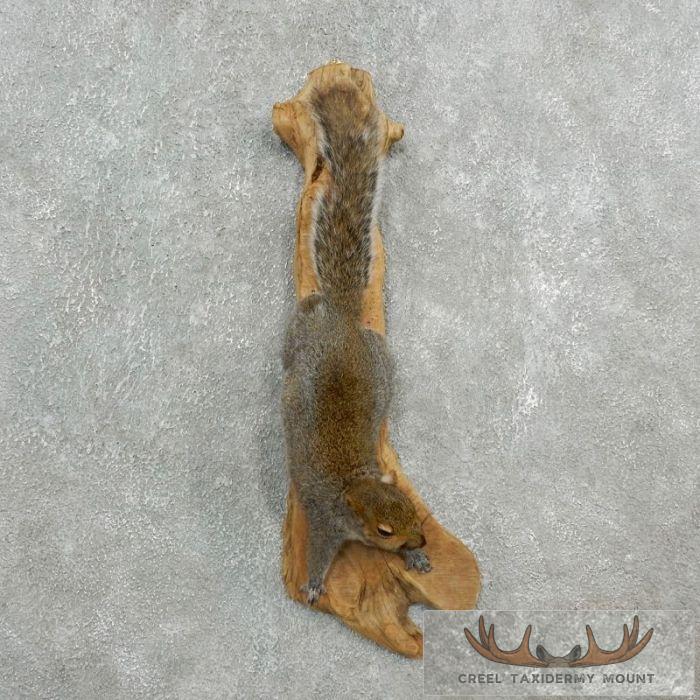 Grey Squirrel Life-Size Taxidermy Mount For Sale