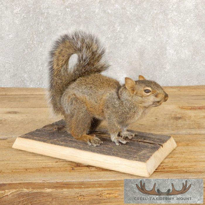 Grey Squirrel Life-Size Taxidermy Mount For Sale