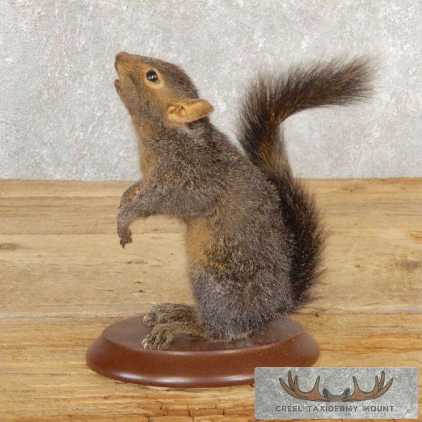 Grey Squirrel Life-Size Taxidermy Mount For Sale