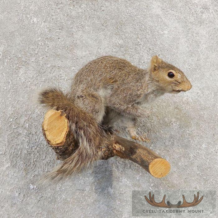 Grey Squirrel Life-Size Taxidermy Mount For Sale