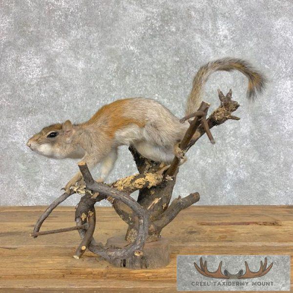 Grey Squirrel Life-Size Taxidermy Mount For Sale