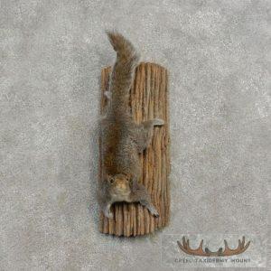 Grey Squirrel Life-Size Taxidermy Mount Taxidermy