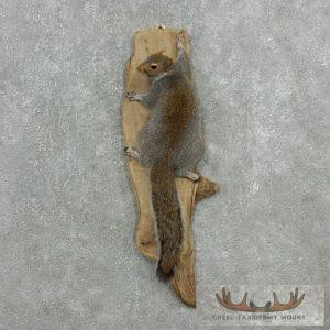 Grey Squirrel Life-Size Taxidermy Mount Taxidermy