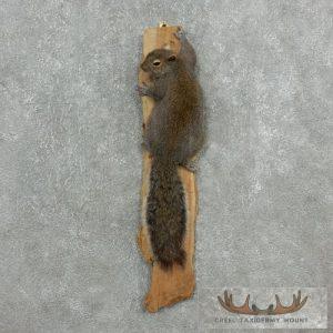 Grey Squirrel Life-Size Taxidermy Mount Taxidermy
