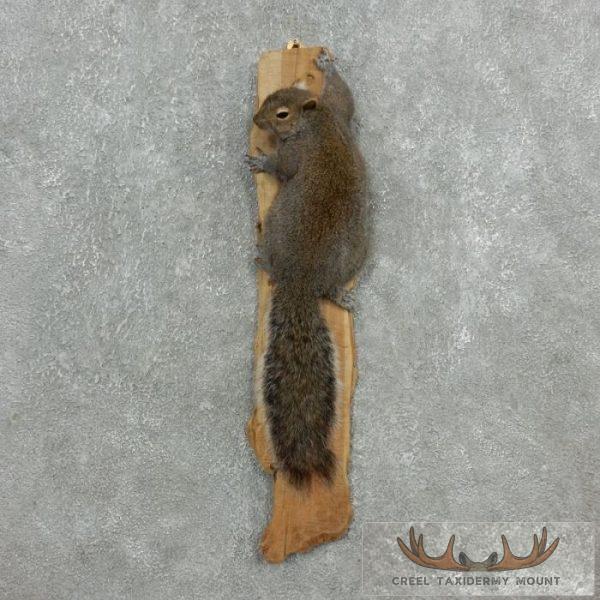 Grey Squirrel Life-Size Taxidermy Mount For Sale