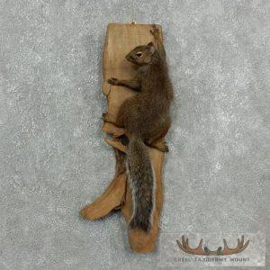 Grey Squirrel Life-Size Taxidermy Mount Taxidermy