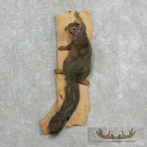 Grey Squirrel Life-Size Taxidermy Mount Taxidermy