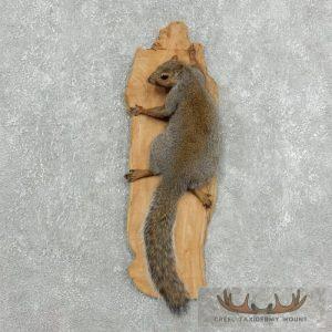 Grey Squirrel Life-Size Taxidermy Mount Taxidermy