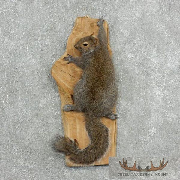 Grey Squirrel Life-Size Taxidermy Mount For Sale