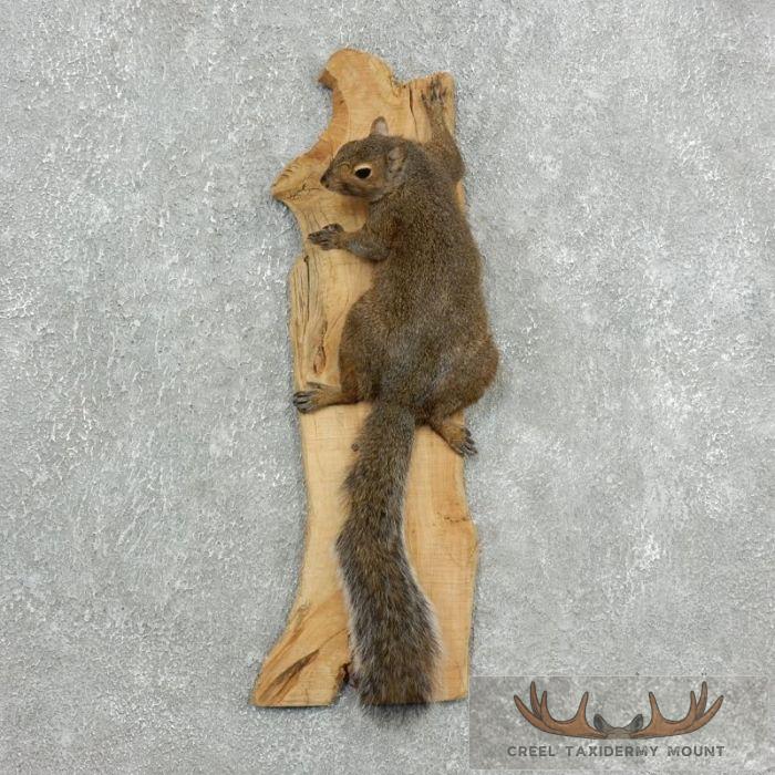 Grey Squirrel Life-Size Taxidermy Mount For Sale