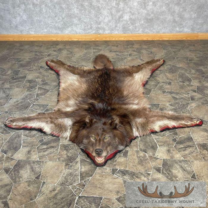 Grey Wolf Full Rug Taxidermy Mount For Sale