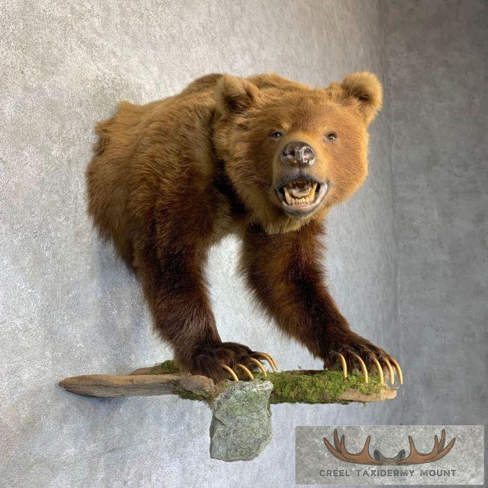 Grizzly Bear Half Life-Size Taxidermy Mount For Sale