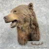 Grizzly Bear Taxidermy Shoulder Mount For Sale