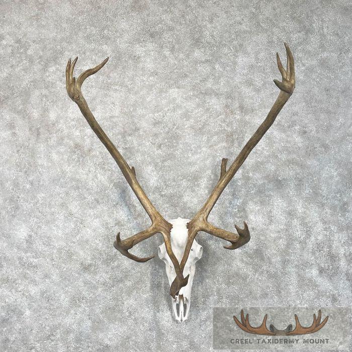 Barren Ground Caribou Skull & Antler Mount For Sale