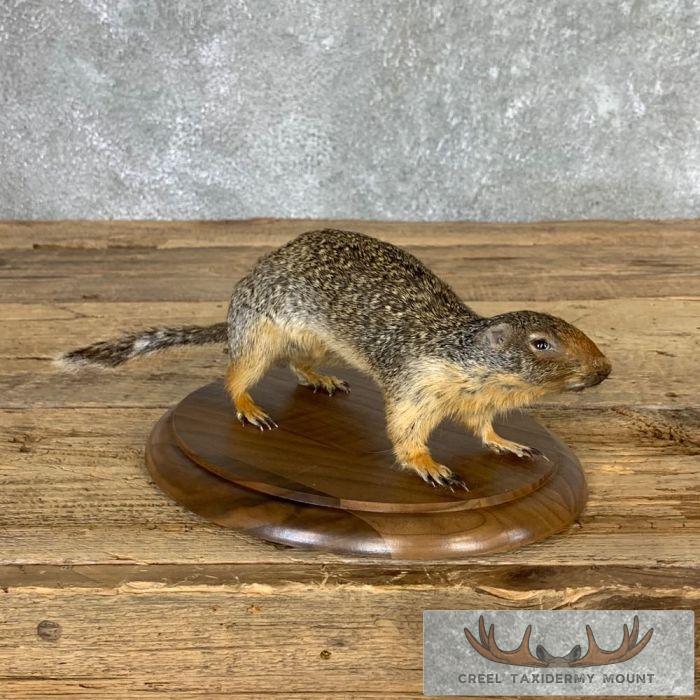 Richardson's Ground Squirrel Taxidermy Mount For Sale