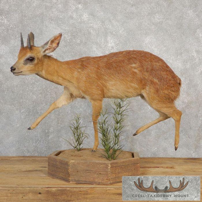 Cape Grysbok Antelope Life Size Taxidermy Mount For Sale