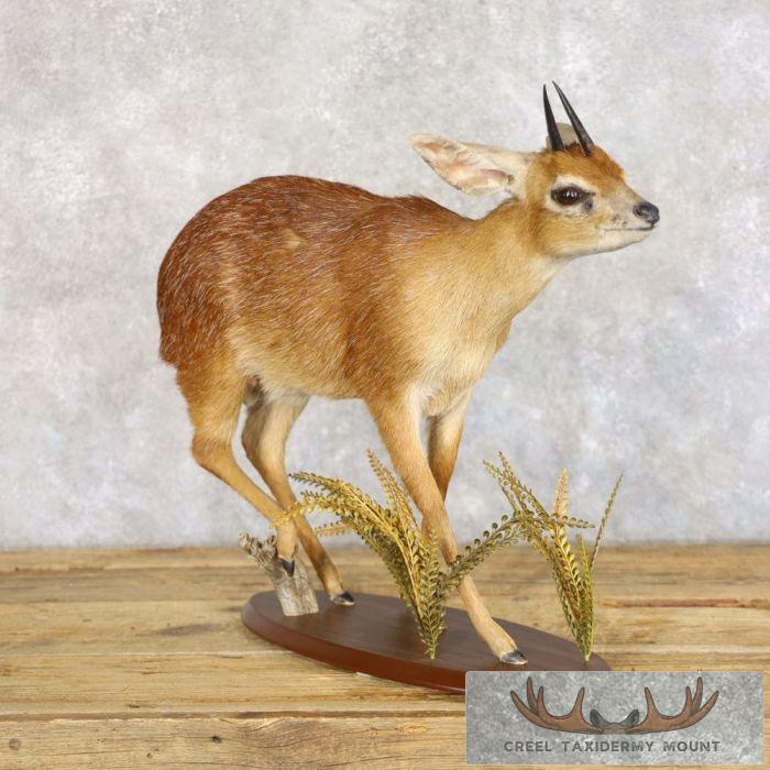 Cape Grysbok Antelope Life Size Taxidermy Mount For Sale