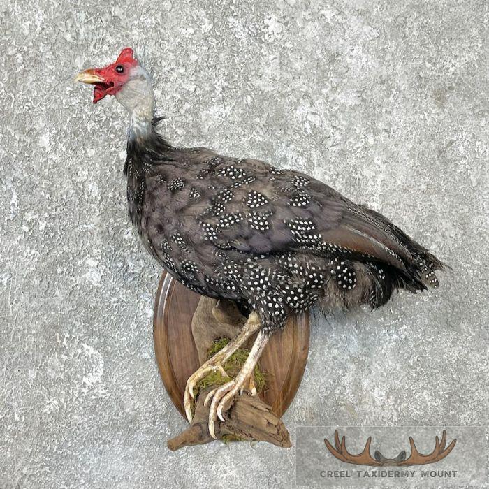 Guineafowl Taxidermy Bird Mount For Sale