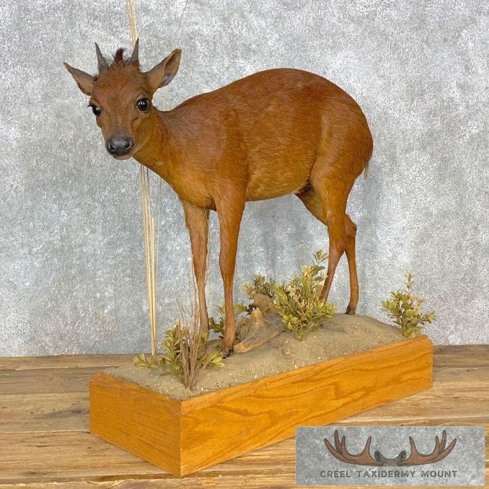 Harvey Red Duiker Life-Size Taxidermy Mount For Sale