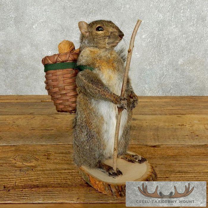 Hiking Grey Squirrel Novelty Taxidermy Mount For Sale