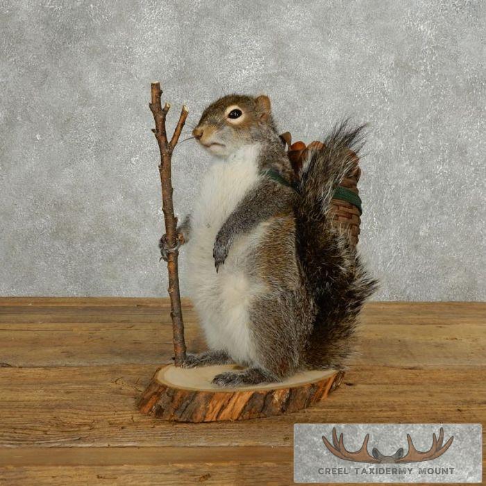 Hiking Grey Squirrel Novelty Taxidermy Mount For Sale