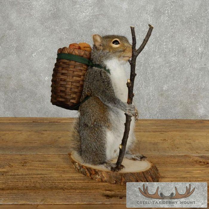 Hiking Grey Squirrel Novelty Taxidermy Mount For Sale