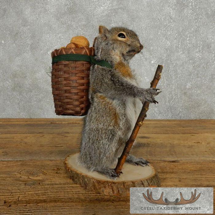 Hiking Grey Squirrel Novelty Taxidermy Mount For Sale