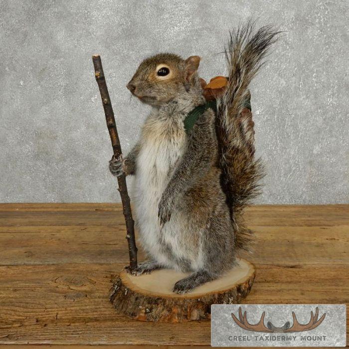 Hiking Grey Squirrel Novelty Taxidermy Mount For Sale