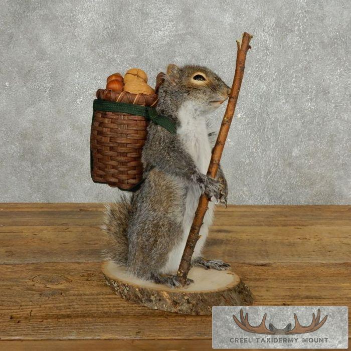 Hiking Grey Squirrel Novelty Taxidermy Mount For Sale