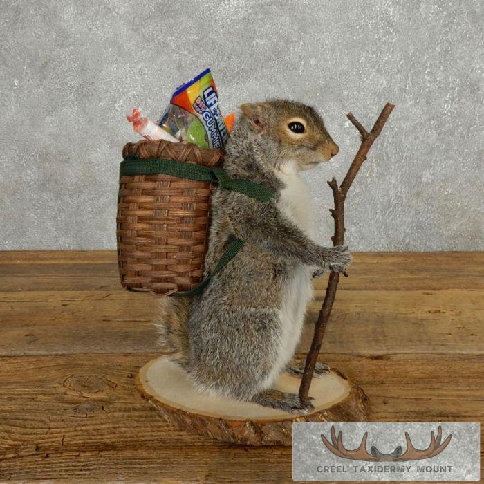 Hiking Grey Squirrel Novelty Taxidermy Mount For Sale