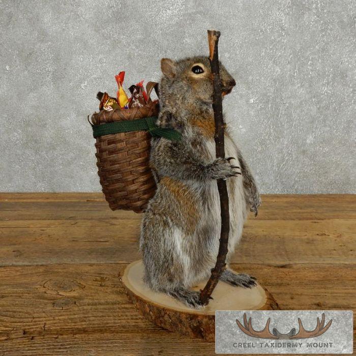 Hiking Grey Squirrel Novelty Taxidermy Mount For Sale