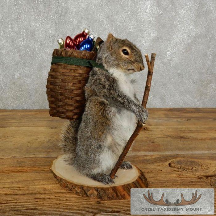 Hiking Grey Squirrel Novelty Taxidermy Mount For Sale