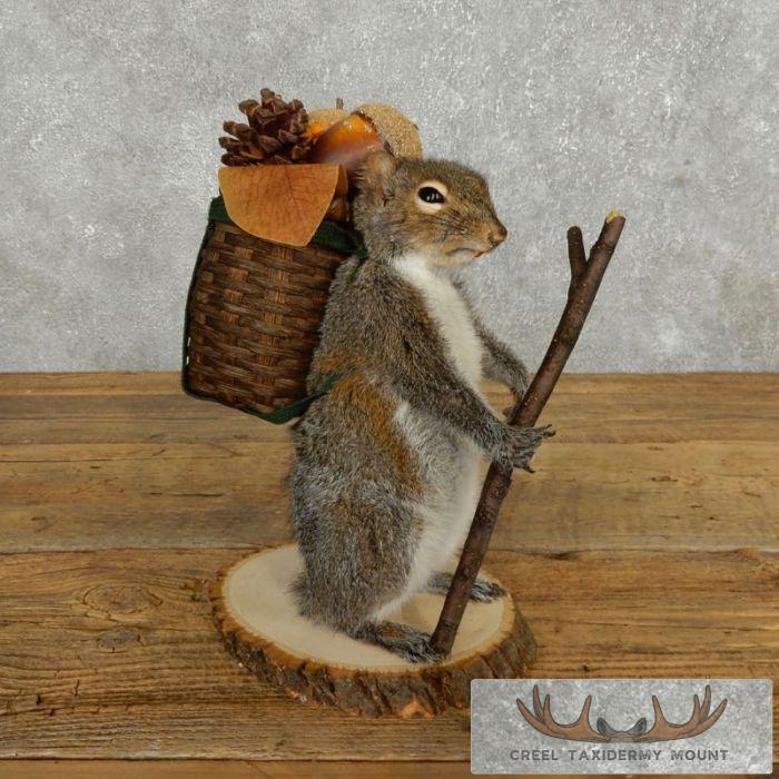 Hiking Grey Squirrel Novelty Taxidermy Mount For Sale